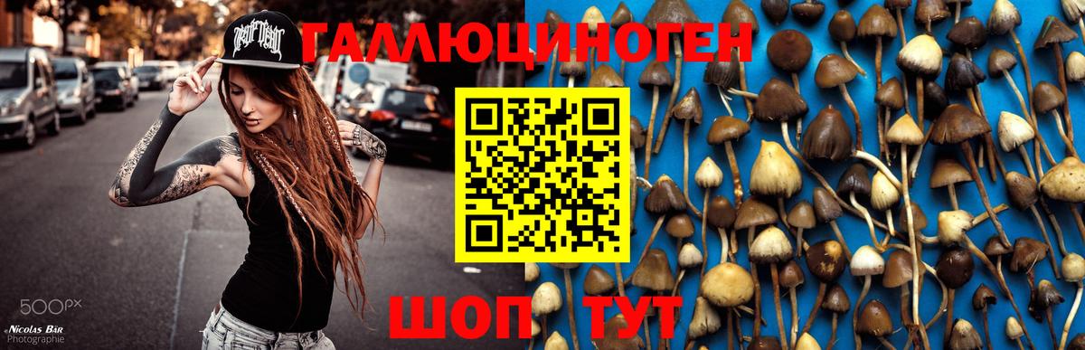 Реж  Псилоцибиновые грибы GOLDEN TEACHER  Вход с VPN 